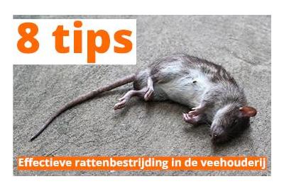 8 tips voor effectieve rattenbestrijding in de veehouderij