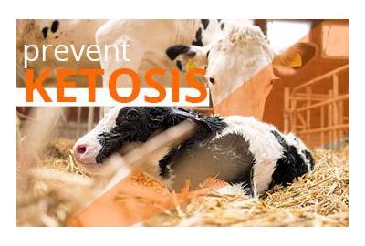 Preventing ketosis in your livestock
