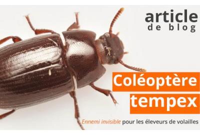 Le coléoptère Tempex : Un ennemi invisible pour les éleveurs de volailles