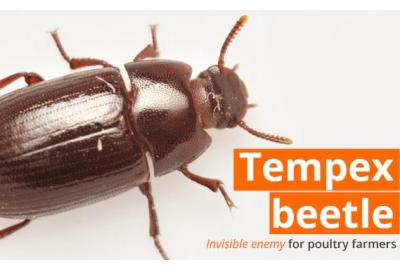 The Tempex Beetle: An invisible enemy for poultry farmers