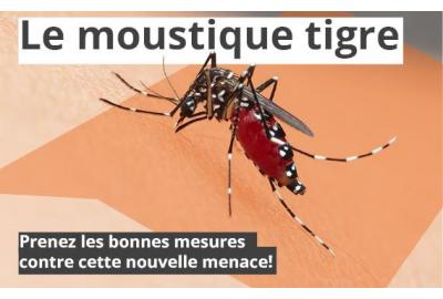 Moustiques tigres : prendre les bonnes mesures contre cette nouvelle menace