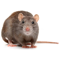 Rats and mouse control
